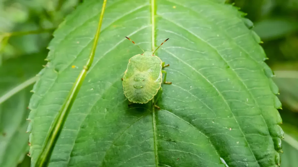 Erikson Psikososyal Gelişim Kuramı Nedir? 3 Erikson'un Gelişim Dönemleri Neyi Amaçlıyor